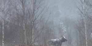 Охота на лося в осенне-зимний период