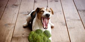 Стоит ли кормить собаку вареной или сырой свеклой